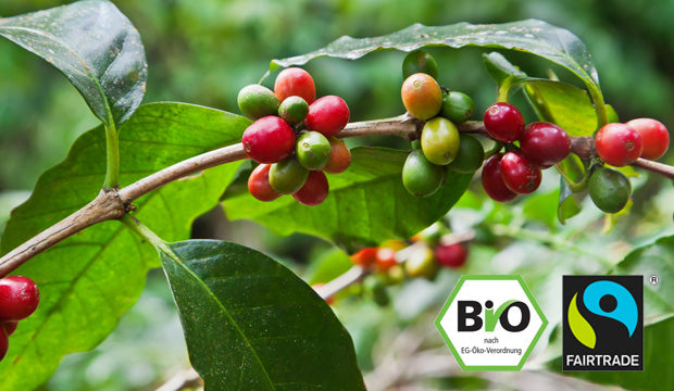 Bio & Fairtrade Produkte